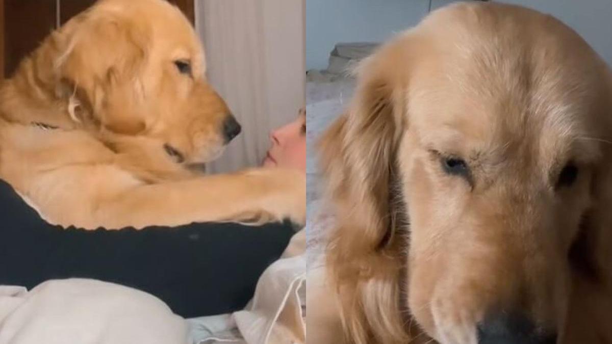 Dormir con mi perro, ¿si o no?: El vídeo viral de un golden retriever que enternece las redes sociales