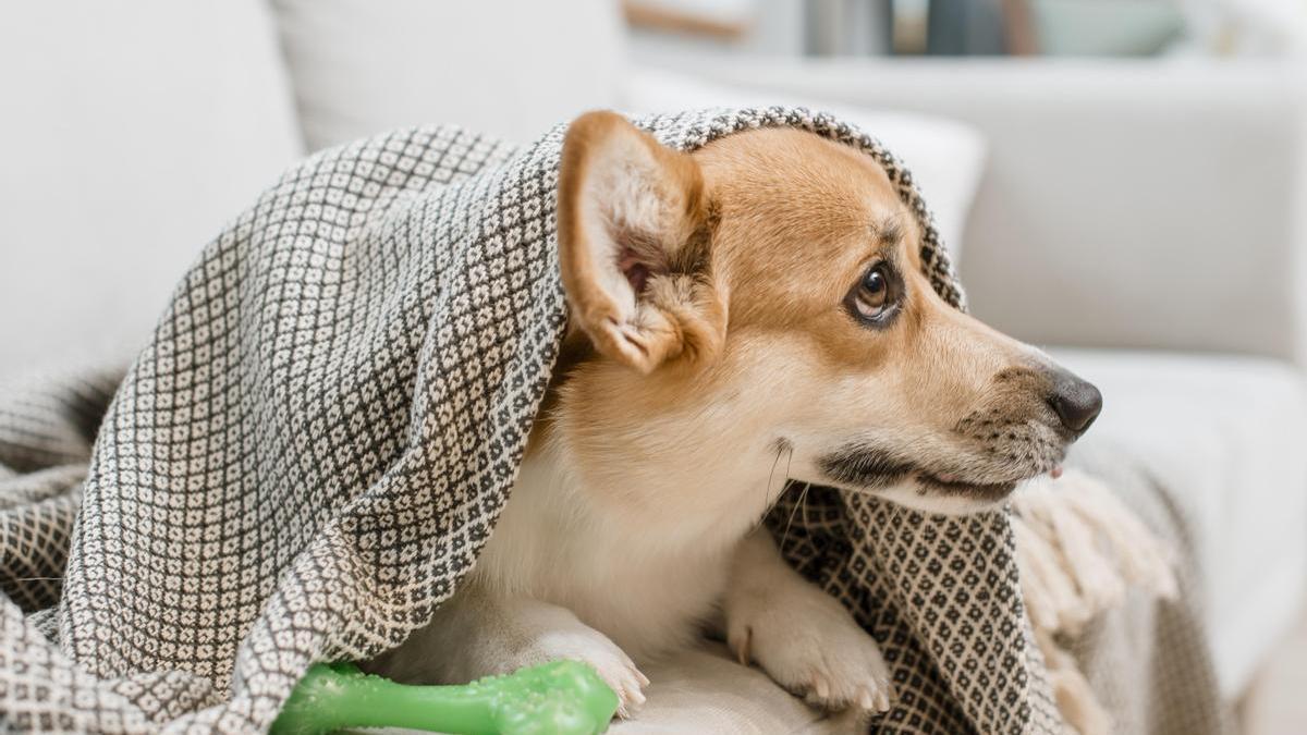 Perro debajo de la manta con su juguete