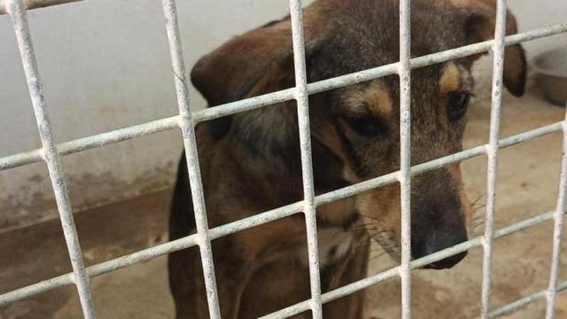 Uno de los perros a los que se ha detectado la rabia. Uno de los perros a los que se ha detectado la rabia.