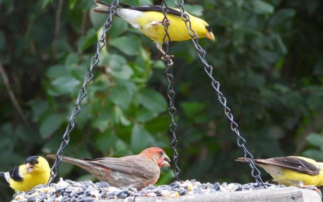 Pueden juntarse muchas aves en un comedero. / Freepik Pueden juntarse muchas aves en un comedero.