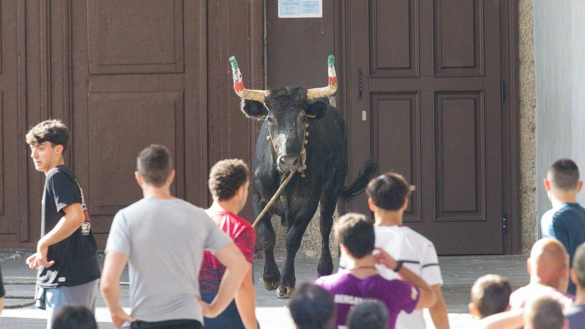 Los colectivos animalistas quieren evitar que la sokamuturra vuelva a estar presente en el programa de San Juan.