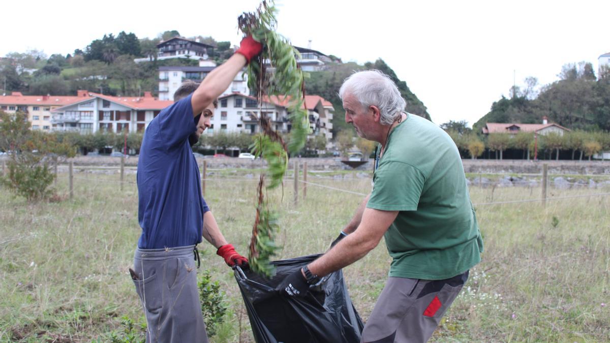 Dos zumaiarras depositando especies invasoras de la playa de Santiago a una bolsa de basura.