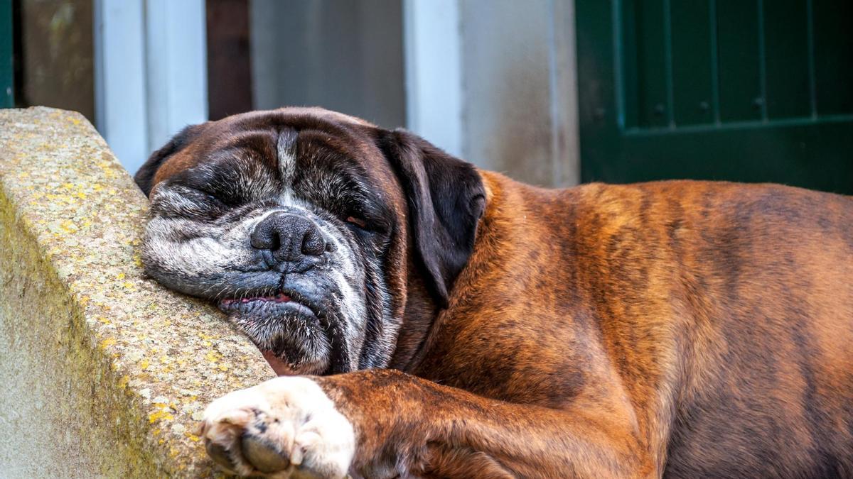 Un perro sénior descansa apoyado en un pretil de piedra.