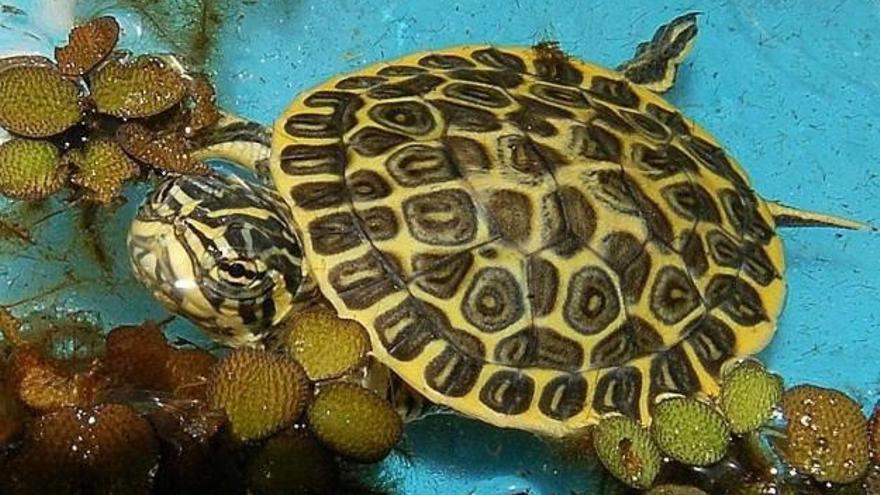 Una tortuga en un domicilio