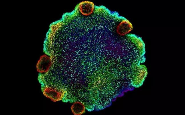 Imagen microscópica de un ejemplar de placozoo. Imagen microscópica de un ejemplar de placozoo.