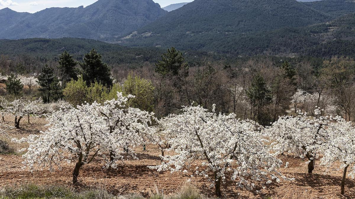 La floración de los cerezos es un espectáculo, pero rodeados de montañas impresiona más.
