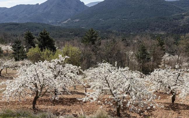 La floración de los cerezos es un espectáculo, pero rodeados de montañas impresiona más.