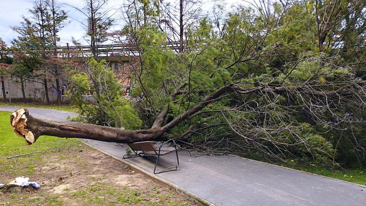 Imagen de archivo de un árbol derribado por el viento sobre un banco.