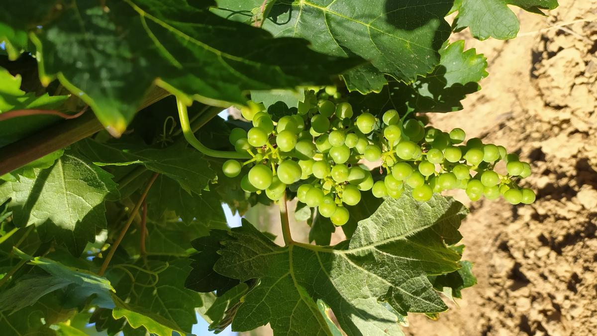 Imagen de un viñedo de Álava