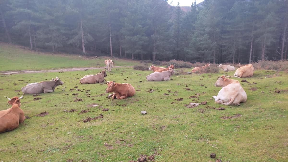 Vacas sueltas en Alonsotegi (Bizkaia)