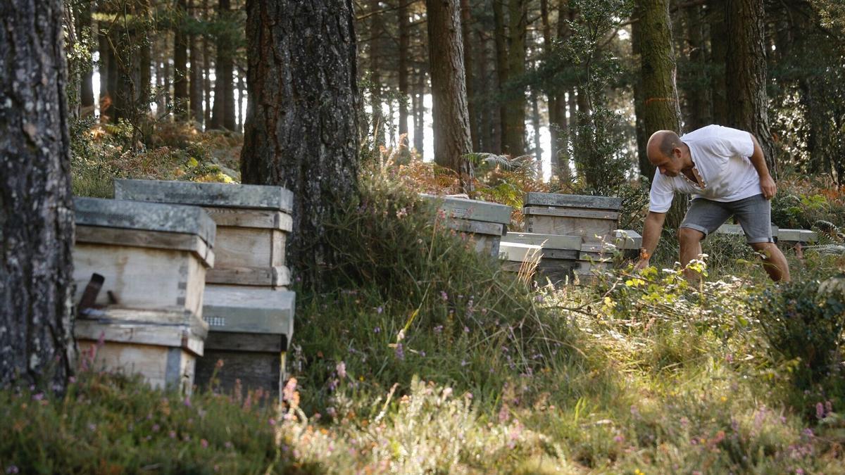 Apicultores para trasladan sus abejas a montes públicos.