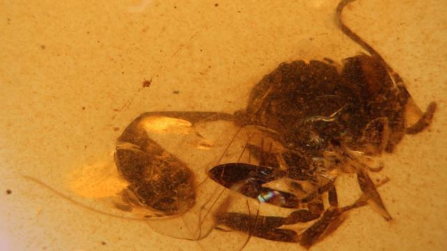 Descubren una nueva especie de avispa fósil en el ámbar de El Soplao de hace 105 millones de años