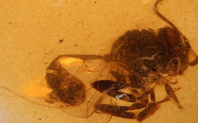 Descubren una nueva especie de avispa fósil en el ámbar de El Soplao de hace 105 millones de años