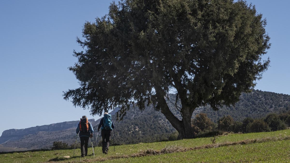 Valle de Arlanza sabinar