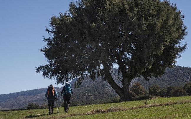 Valle de Arlanza sabinar