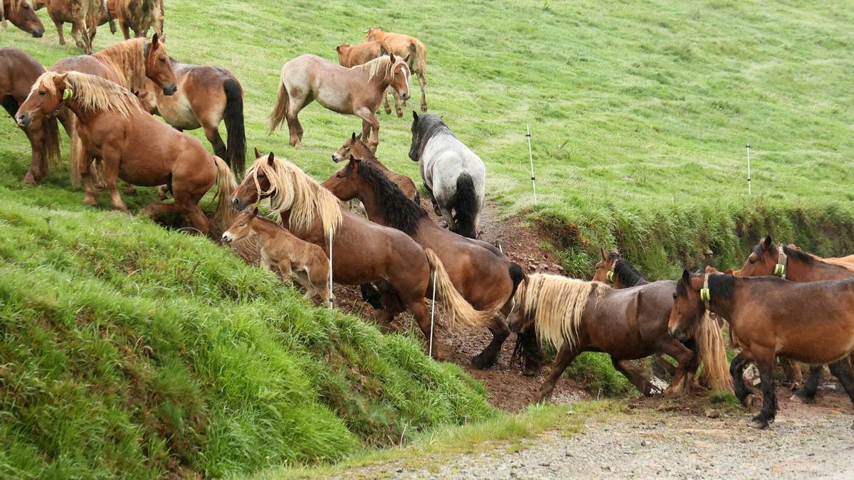 Caballos en el alto de Gomiztegi en Berastegi.