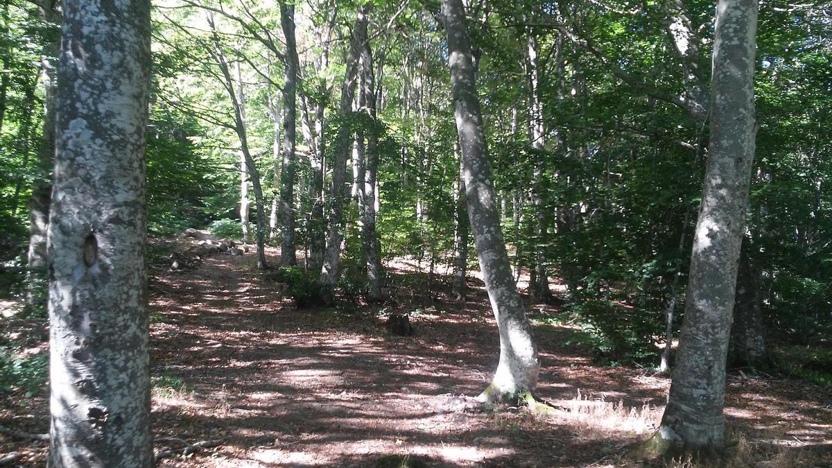 Poco a poco vamos ascendiendo a través de bosque