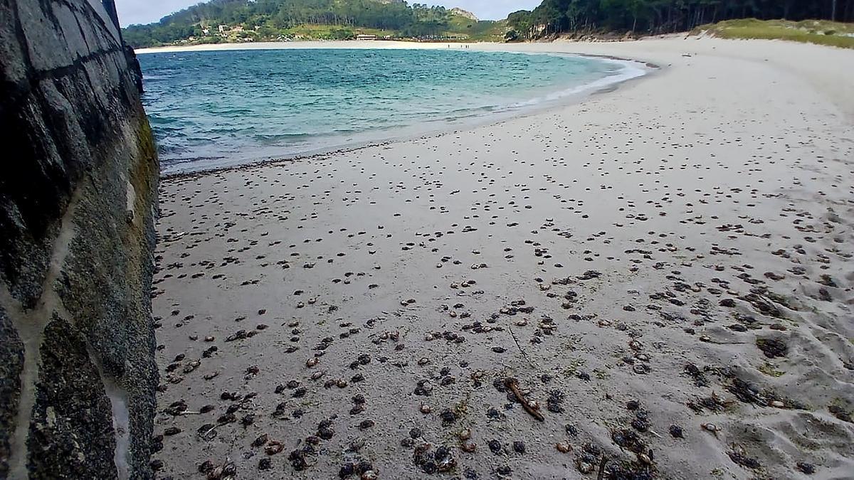 Miles de cangrejos cubren las playas de las Islas Cíes