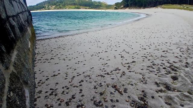 Miles de cangrejos cubren las playas de las Islas Cíes