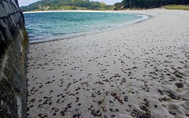 Miles de cangrejos cubren las playas de las Islas Cíes