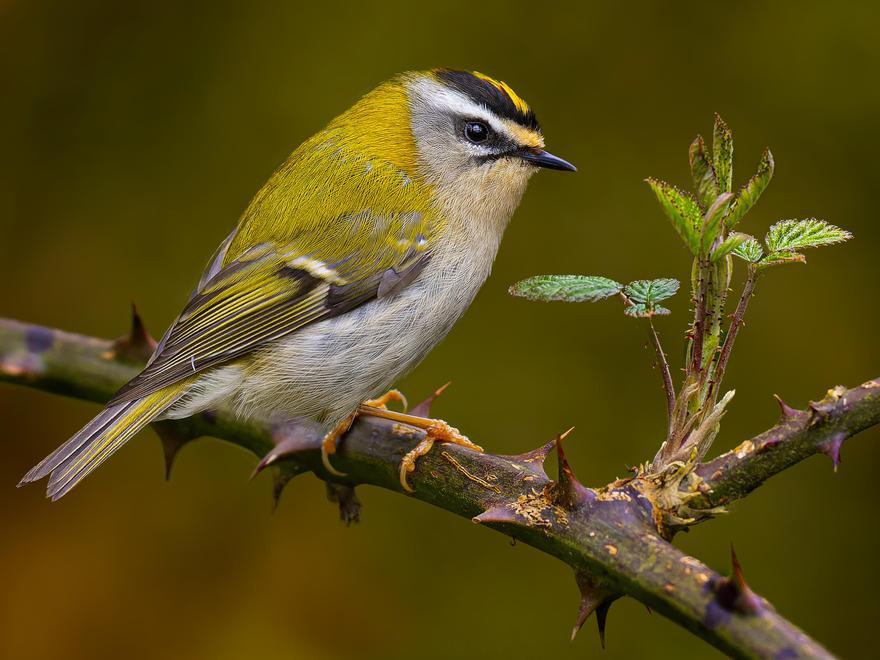 Un pequeño reyezuelo listado, una de las muchas aves que el fotógrafo azpeitiarra ha captado con su cámara