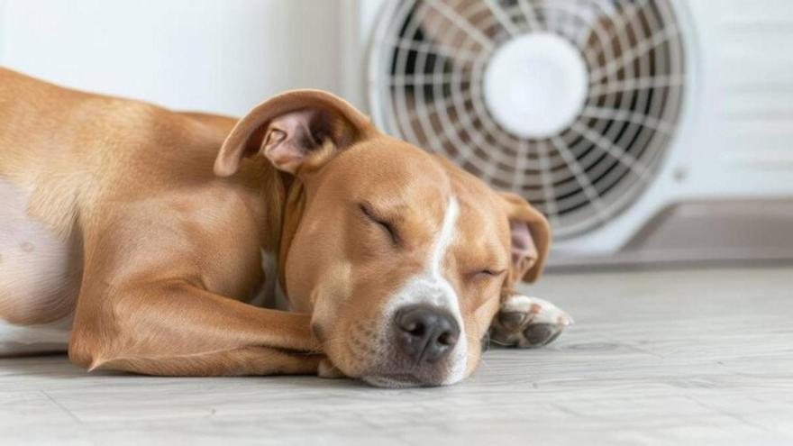 Los perros sufren en exceso las consecuencias del calor, por ello es fundamental mantenerles hidratados y evitar paseos en las horas centrales del día donde aprieta el sol y las temperaturas son más altas