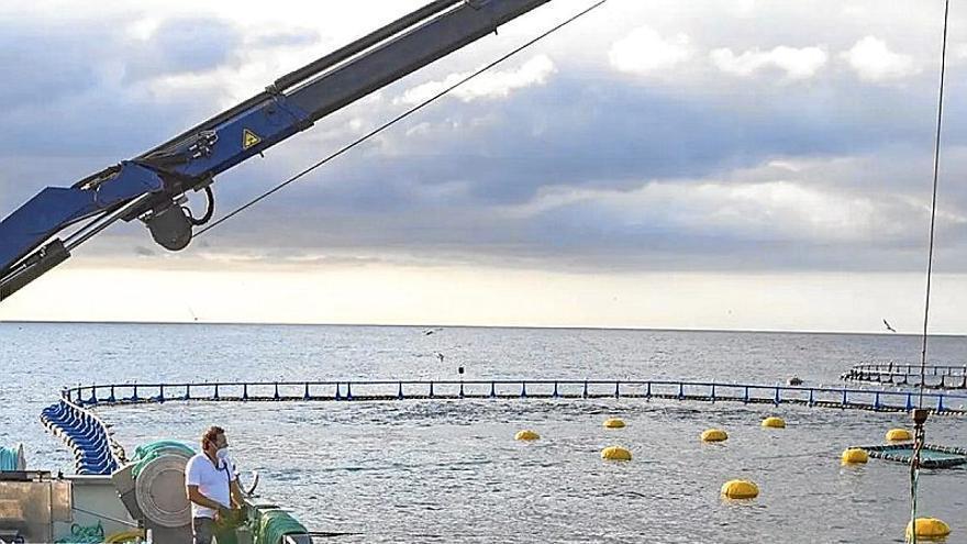 Un barco deposita ejemplares de atún en una instalación en el Mediterráneo.