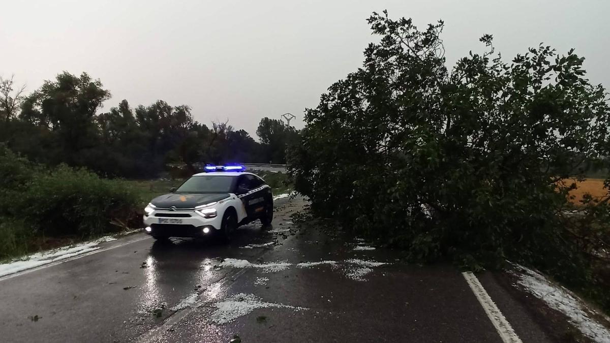 Arbol caído en la NA-5330.