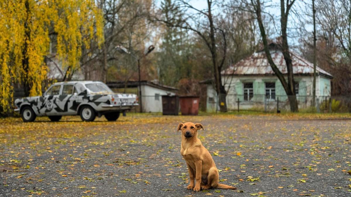 Un perro fotografiado en 2017 en la zona de exclusión de Chernóbil.