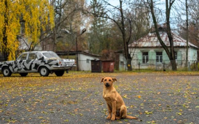 Un perro fotografiado en 2017 en la zona de exclusión de Chernóbil.