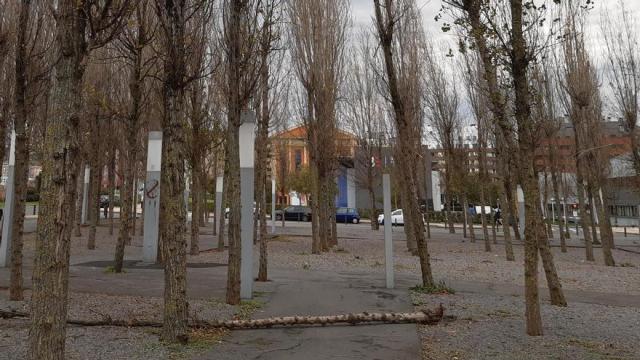 Un árbol caído por las fuertes rachas de viento.