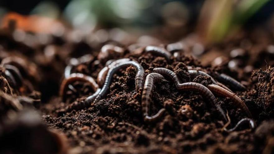 Una mejor gestión de la biología del suelo en los lugares donde las lombrices ya habitan puede mejorar la productividad agrícola