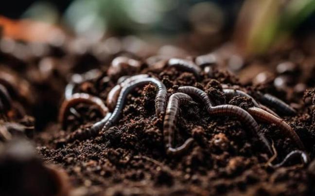 Una mejor gestión de la biología del suelo en los lugares donde las lombrices ya habitan puede mejorar la productividad agrícola