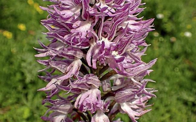 Una orquídea silvestre fotografiada en Laudio / Cedida Una orquídea silvestre fotografiada en Laudio