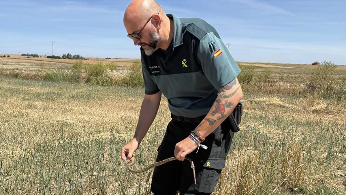 Los agentes de la Guardia Civil procedieron a soltar el ejemplar en el medio natural.