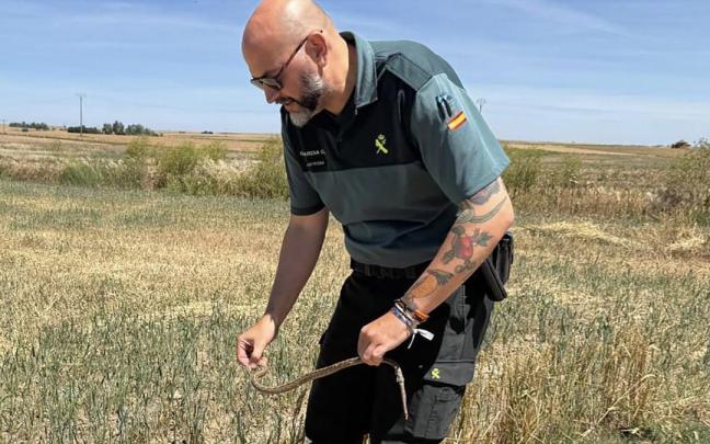 Los agentes de la Guardia Civil procedieron a soltar el ejemplar en el medio natural.