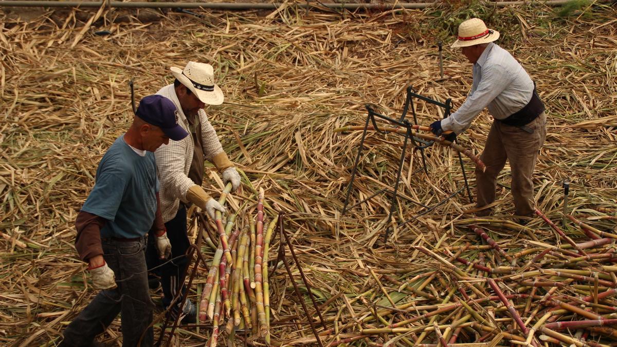 La caña de azúcar se cosecha dos veces al año.