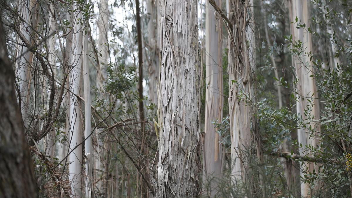 La moratoria vigente tenía como objetivo frenar la expansión de esta especie forestal