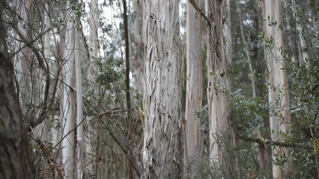 La moratoria vigente tenía como objetivo frenar la expansión de esta especie forestal