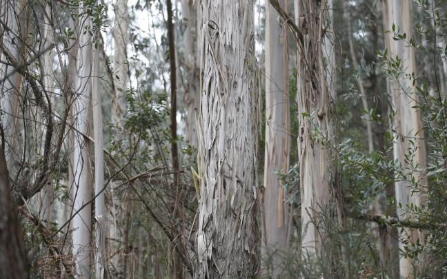 La moratoria vigente tenía como objetivo frenar la expansión de esta especie forestal