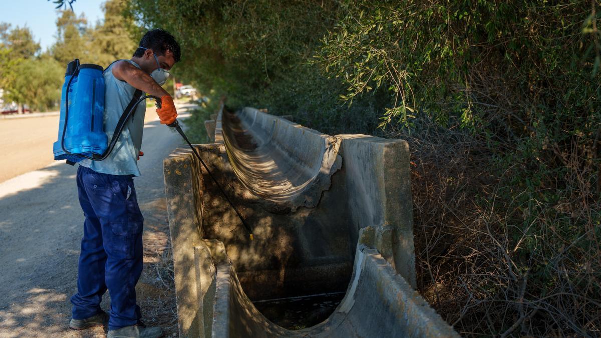Operarios realizan trabajos de control y tratamiento de mosquitos transmisores del virus del Nilo occidental en la localidad sevillana de Los Palacios.