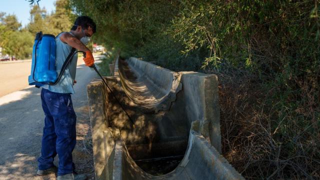 Operarios realizan trabajos de control y tratamiento de mosquitos transmisores del virus del Nilo occidental en la localidad sevillana de Los Palacios.