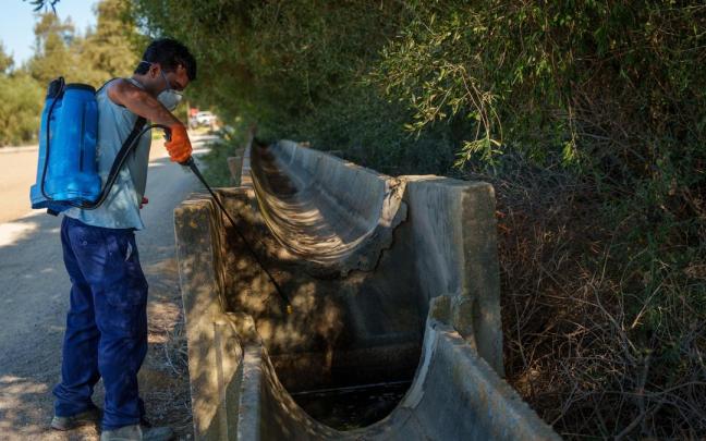 Operarios realizan trabajos de control y tratamiento de mosquitos transmisores del virus del Nilo occidental en la localidad sevillana de Los Palacios.