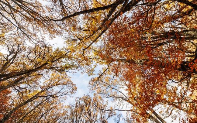 Otoño en el Hayedo de Montejo, en Madrid