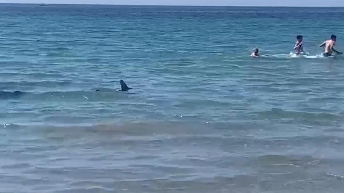 Los bañistas huyen del tiburón en la playa de Aguamarina.