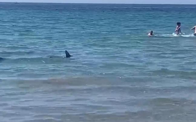 Los bañistas huyen del tiburón en la playa de Aguamarina.