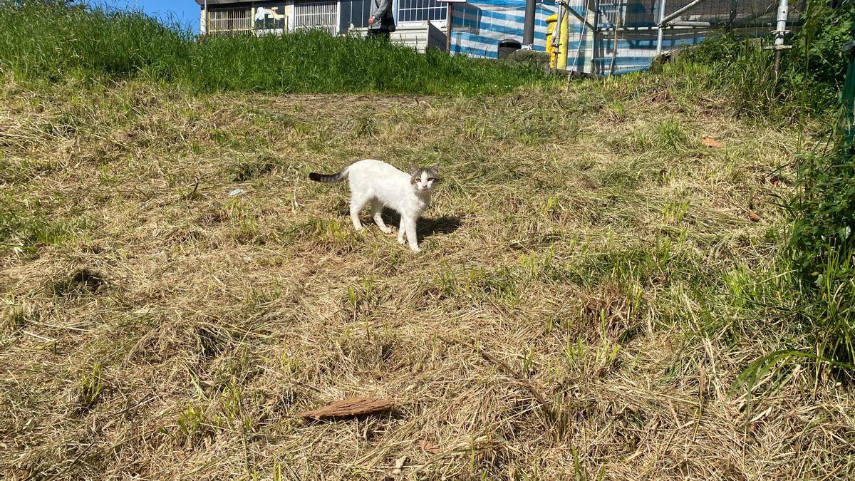 Patxi, uno de los muchos gatos que viven en Zumaia.