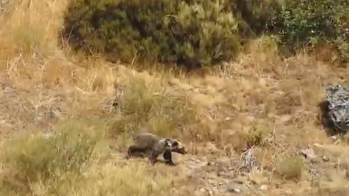 El oso Barniedo, captado por las cámaras la Patrulla Oso tras los incendios de este verano.
