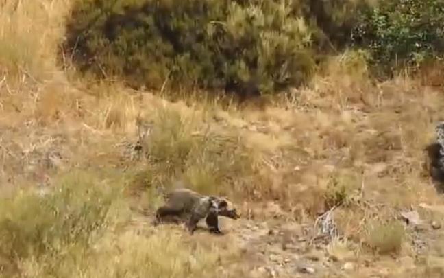 El oso Barniedo, captado por las cámaras la Patrulla Oso tras los incendios de este verano.