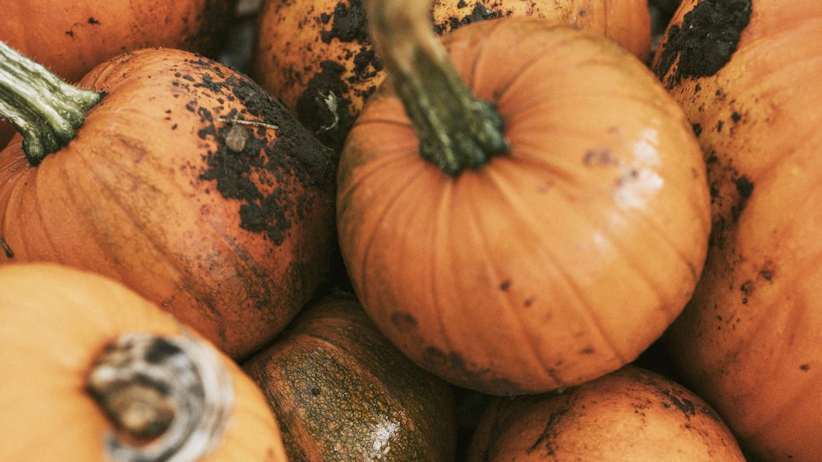 Calabazas, un producto nutritivo y ahora en plena temporada.